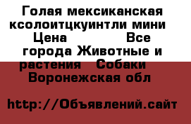 Голая мексиканская ксолоитцкуинтли мини › Цена ­ 20 000 - Все города Животные и растения » Собаки   . Воронежская обл.